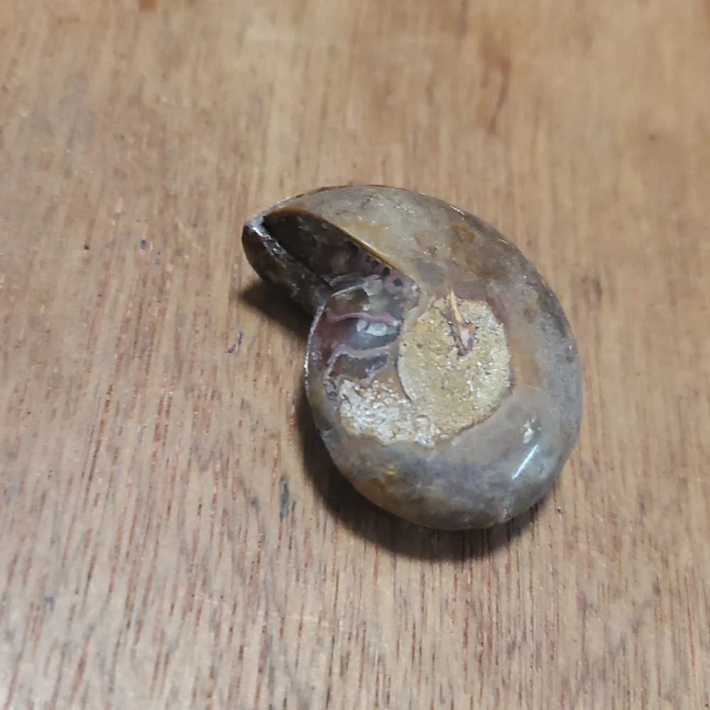 N/A beautiful ammonite